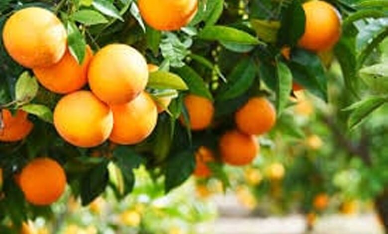 Orange-amravati-mandal