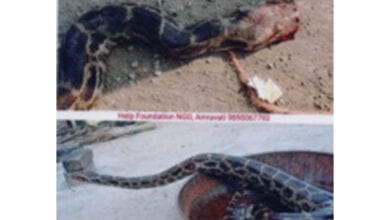 Python-amravati-mandal