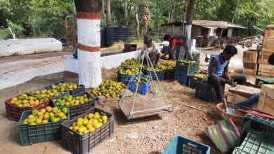 Orange-Sale-amravati-mandal