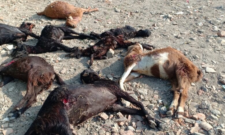 Goats-Amravati-Mandal
