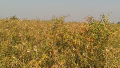 Tur-Pili-amravati-mandal