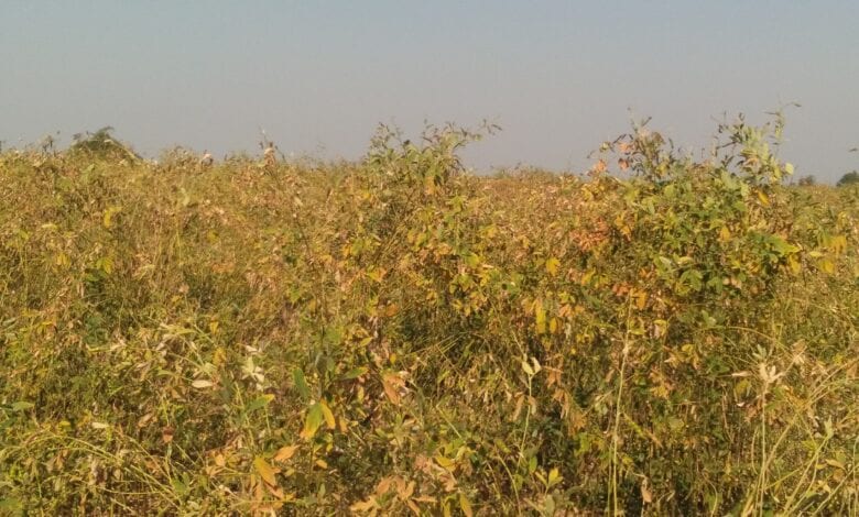 Tur-Pili-amravati-mandal