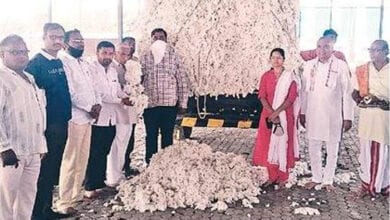 Cotton-Purchased-amravati-mandal