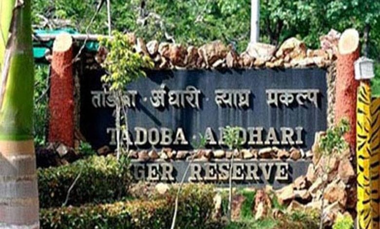 Tadoba-Amravati-Mandal copy