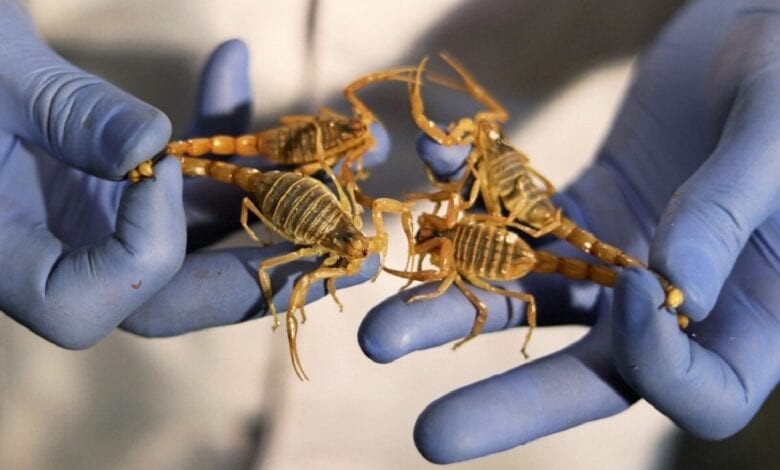 scorpio-amravati-mandal