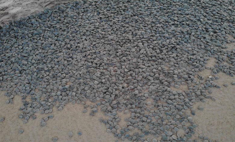 turtle-amravati-mandal