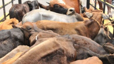 Cattle-smuggling-amravati-mandal