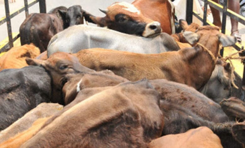Cattle-smuggling-amravati-mandal