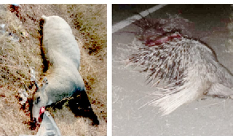 animals-and-birds-amravati-mandal