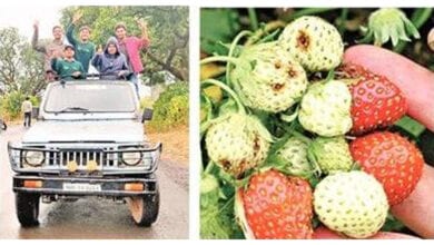 strawberry-amravati-mandal