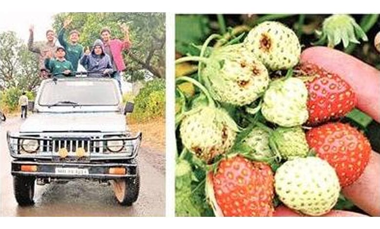 strawberry-amravati-mandal
