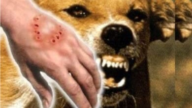 Dog-Bite-amravati-mandal