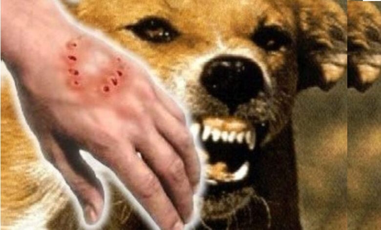 Dog-Bite-amravati-mandal