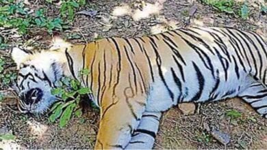 death-of-tiger-amravati-mandal