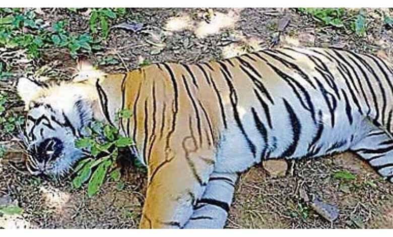 death-of-tiger-amravati-mandal