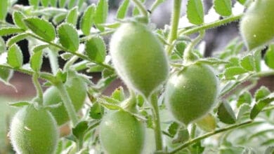 Gram-producer-amravati-mandal
