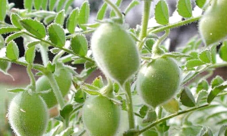Gram-producer-amravati-mandal