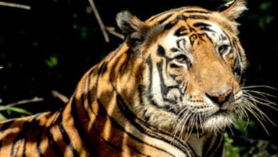 Tiger-amravati-mandal