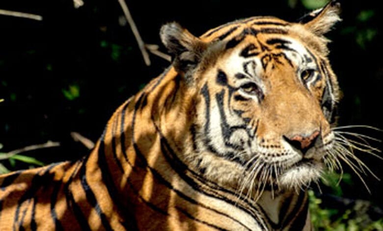 Tiger-amravati-mandal