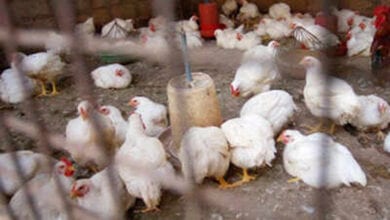 Bird-flu-amravati-mandal