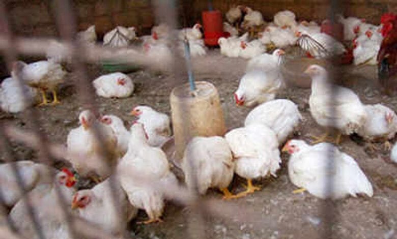 Bird-flu-amravati-mandal