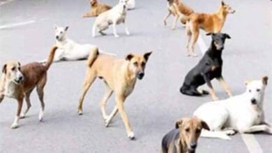 Stray-dogs-amravati-mandal