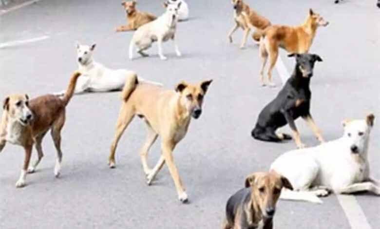Stray-dogs-amravati-mandal