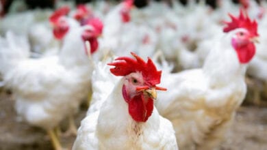 Bird-Flu-amravati-mandal