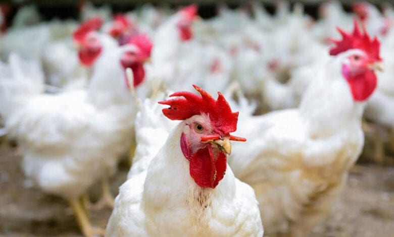 Bird-Flu-amravati-mandal