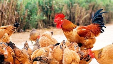 Chicken-died-amravati-mandal