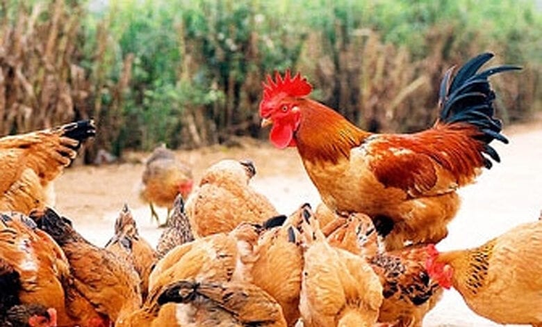 Chicken-died-amravati-mandal