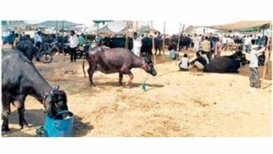 Bull-Market-amravati-mandal