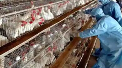 Bird-flu-amravati-mandal
