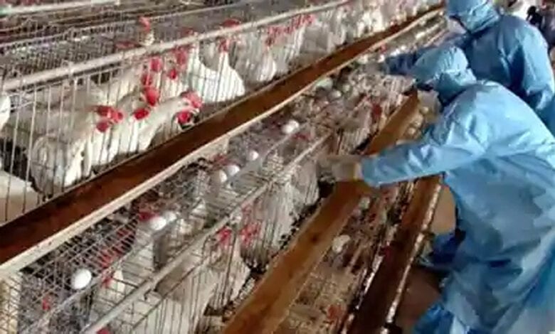 Bird-flu-amravati-mandal