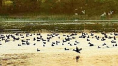 Bird-Flu-amravati-mandal