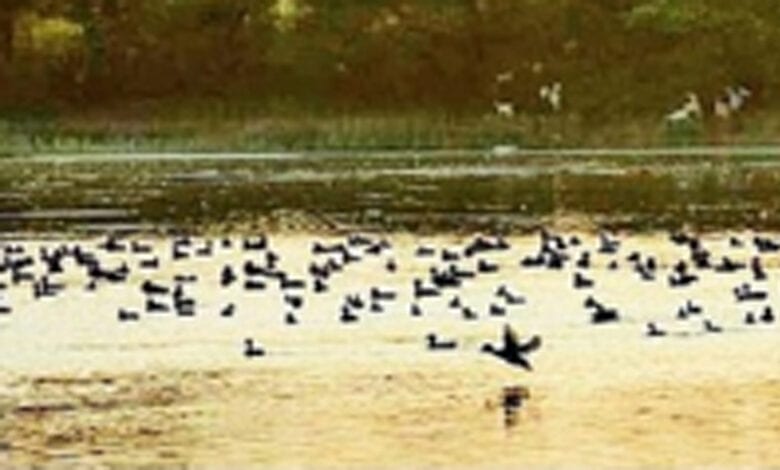 Bird-Flu-amravati-mandal