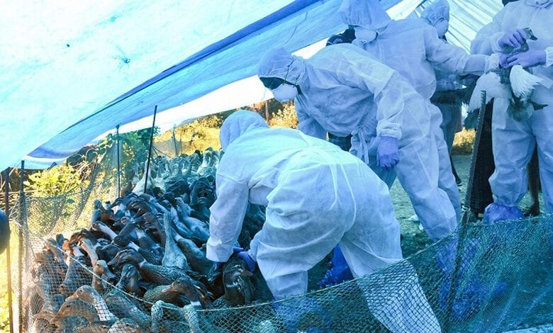Bird-flu-amravati-mandal