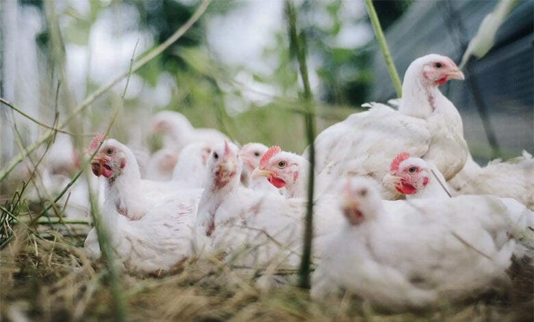 Bird-flu-amravati-mandal