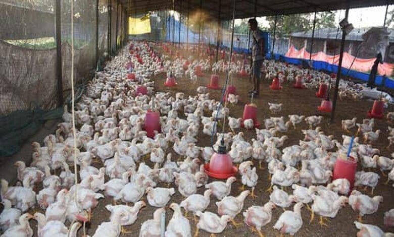 Bird-Flue-Amravati-Mandal