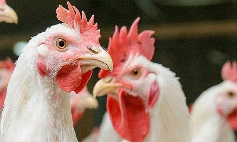 Chicken-Amravati-Mandal