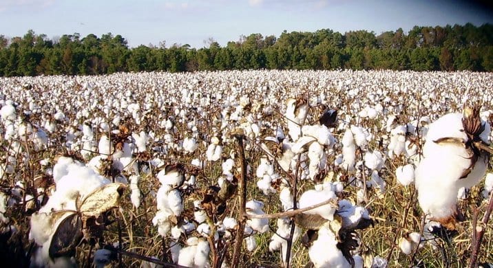 Cotton-Amravati-Mandal