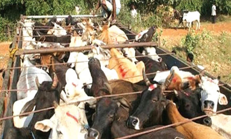 Cow-Amravati-Mandal