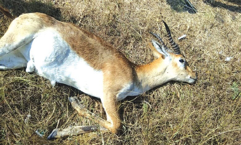 Dead-Hiran-Amravati-Mandal