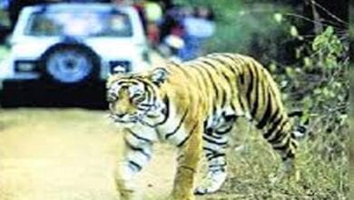 Tiger-Amrvati-Mandal