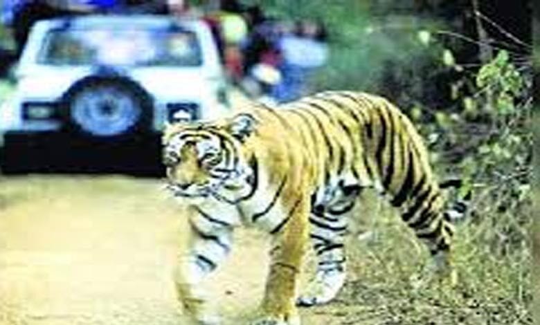 Tiger-Amrvati-Mandal