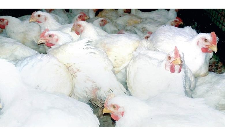 bird-flu-amravati-mandal