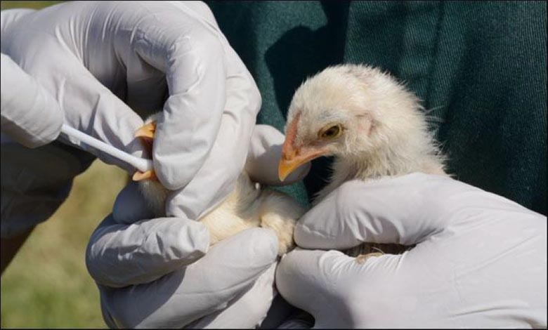 bird-flu-amravati-mandal