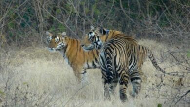 tiger-amravati-mandal