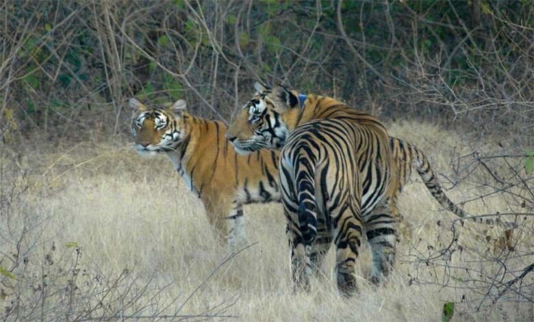 tiger-amravati-mandal