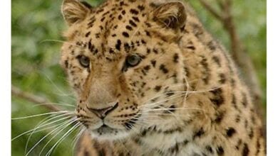 Leopard-Hunted-Cow-amravati-mandal